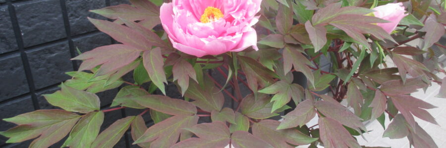 牡丹の花が咲きました。